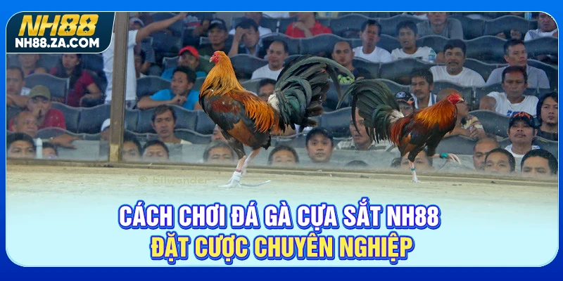 Cách Chơi Đá Gà Cựa Sắt NH88 - Đặt Cược Chuyên Nghiệp