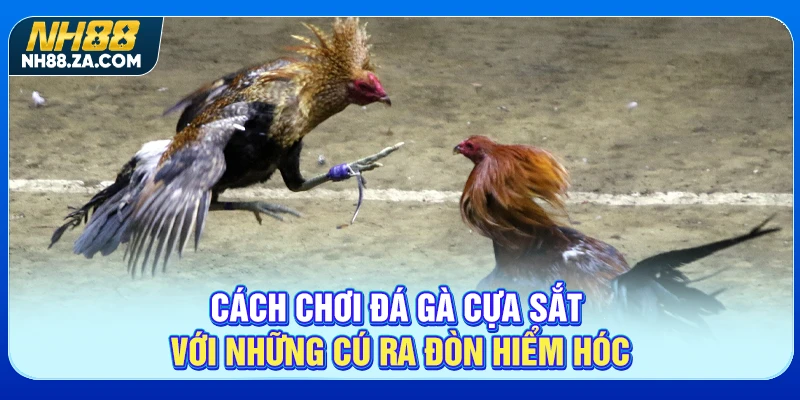 Cách chơi đá gà cựa sắt với những cú ra đòn hiểm hóc