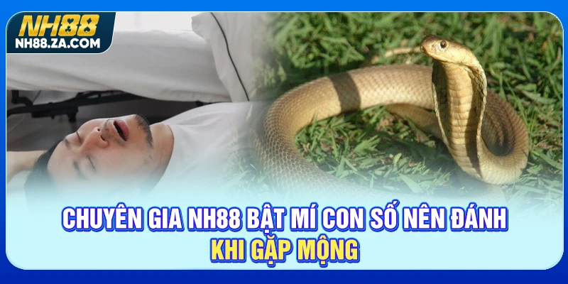Chuyên gia NH88 bật mí con số nên đánh khi gặp mộng