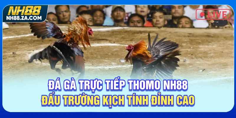 Đá Gà Trực Tiếp Thomo NH88 - Đấu Trường Kịch Tính Đỉnh Cao