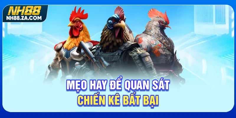Mẹo hay để quan sát chiến kê bất bại