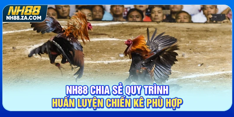 NH88 chia sẻ quy trình huấn luyện chiến kê phù hợp