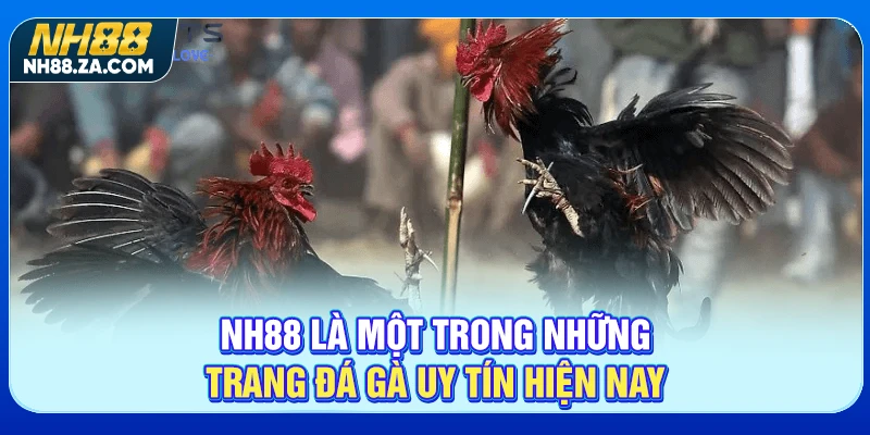 NH88 là một trong những trang đá gà uy tín hiện nay