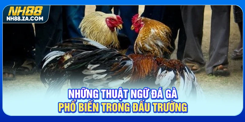 Những thuật ngữ đá gà phổ biến trong đấu trường