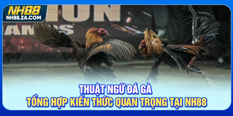 Thuật Ngữ Đá Gà - Tổng Hợp Kiến Thức Quan Trọng Tại NH88