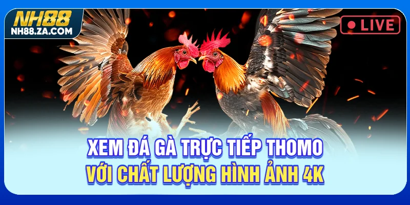 Xem đá gà trực tiếp Thomo với chất lượng hình ảnh 4K